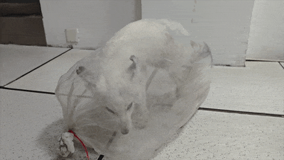 a4564713f116d206da6e39b95d39b24f.gif